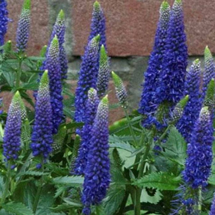 Ærenpris First Glory