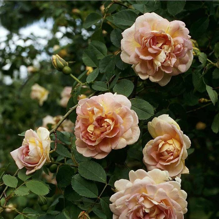 Buskrose Frühlingsduft-pimpinellifolia