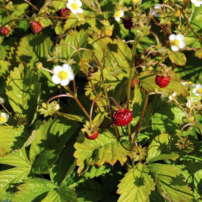 Fragaria Vesca