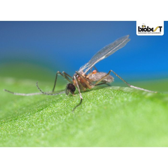 snyltehvepsen voksen