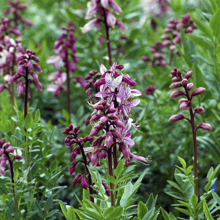 Gasplante Dictamnus albus