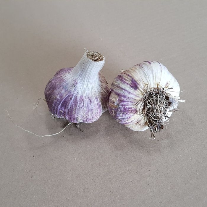 Sætteløg Germidour