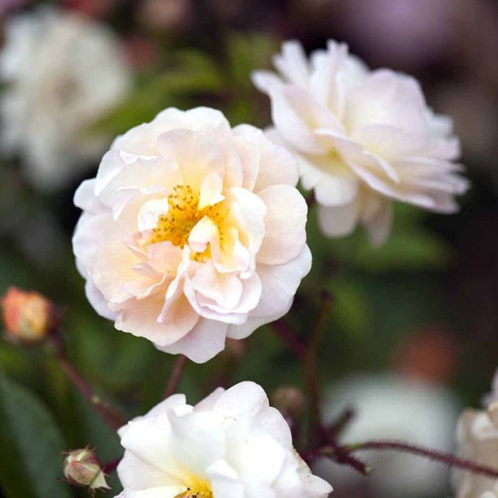 Ghislaine de Feligonde-moschata rose blomst