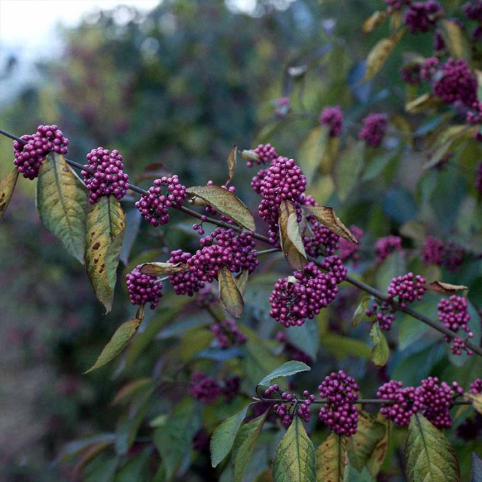 GLASBÆR (CALLICARPA BODINIERI 'PROFUSION') 