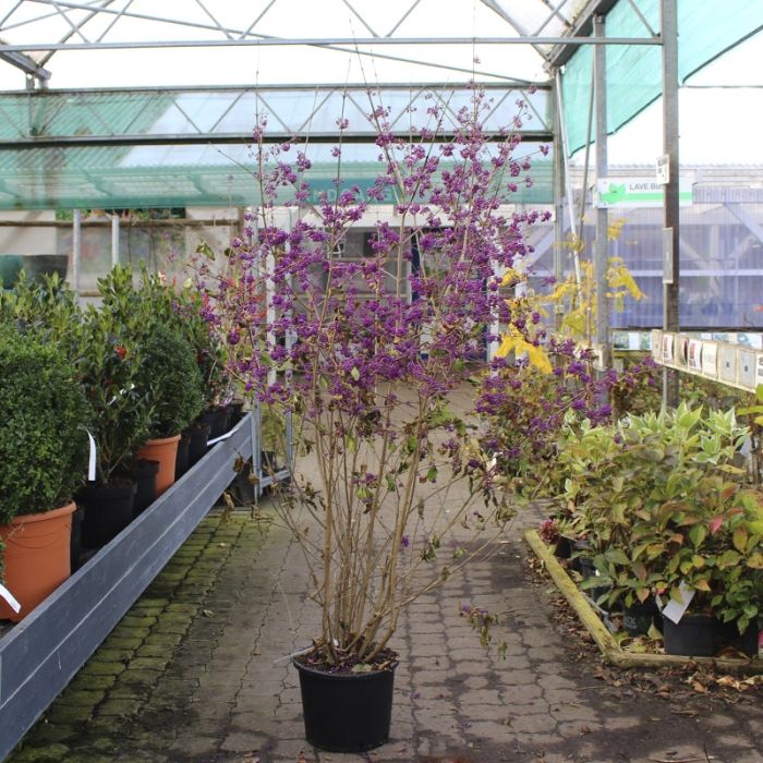 Callicarpa bodinieri Profusion plante