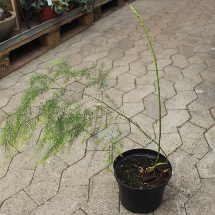 Hvid asparges plante