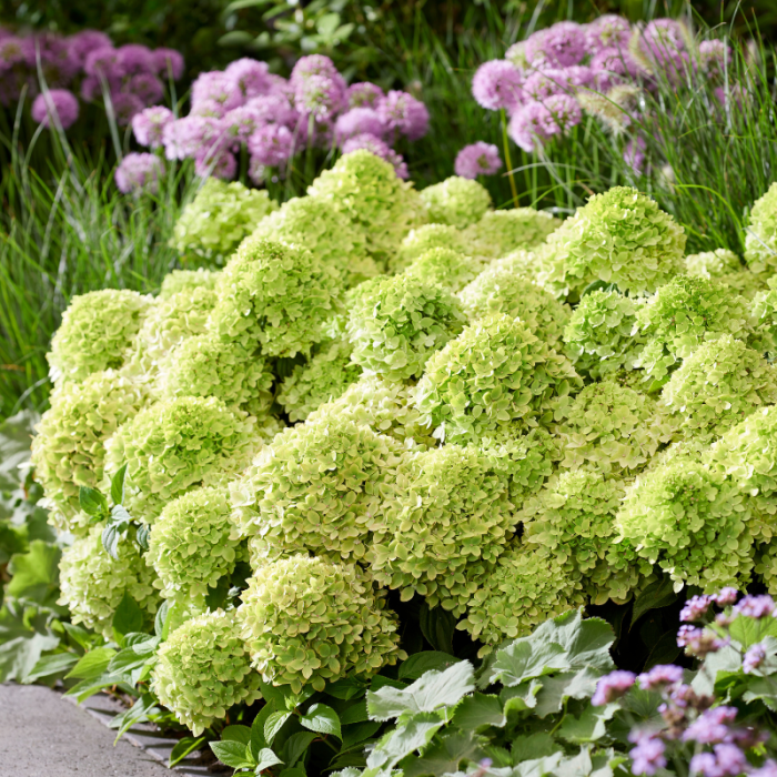 Groundbreaker® Greeny