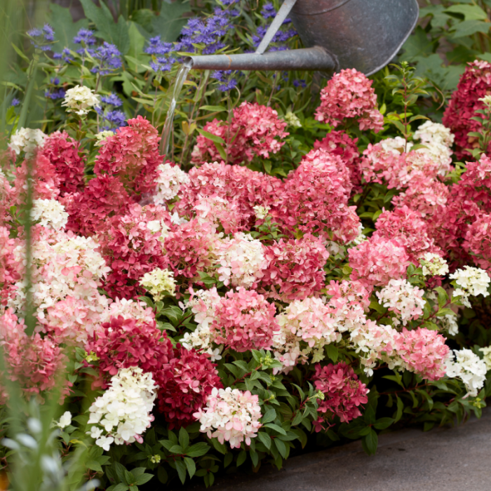 Groundbreaker 'Ruby'