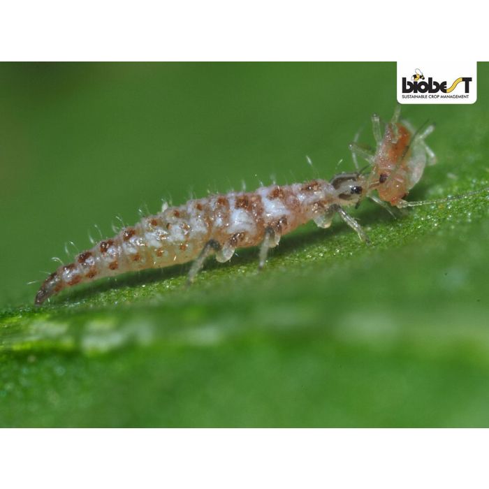 guldøjelarve vs bladlus