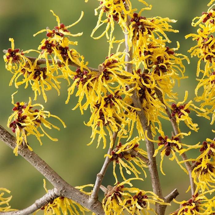 TROLDNØD (HAMAMELIS INTERMEDIA 'ARNOLD PROMISE') - Blomster