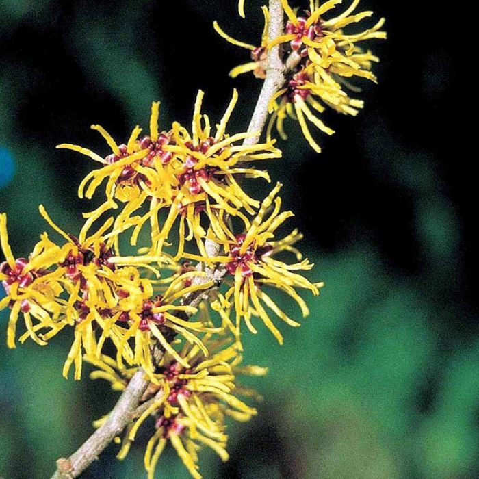 Troldnød (Hamamelis intermedia 'Westerstede')