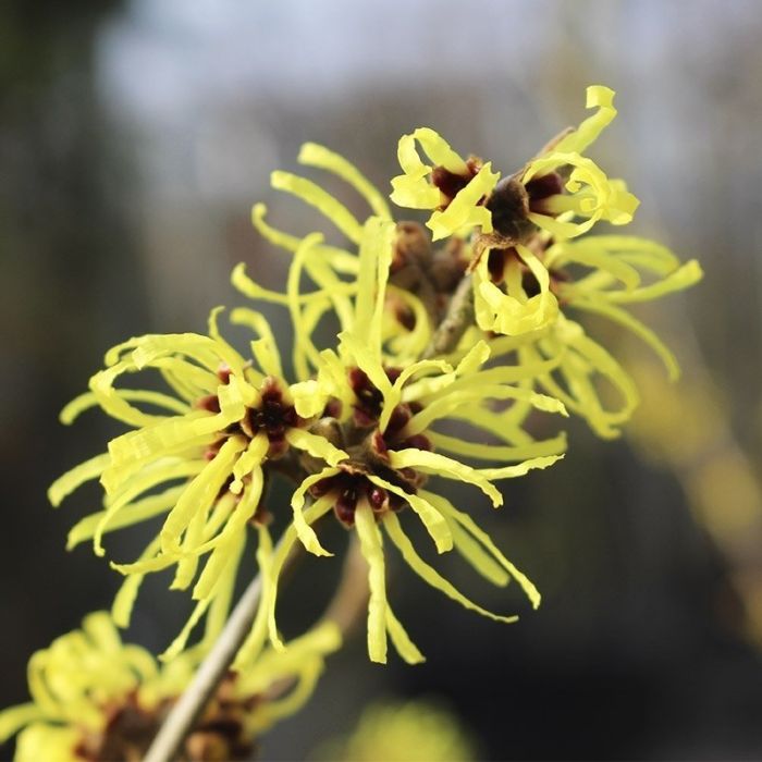 Hamamelis intermedia Pallida