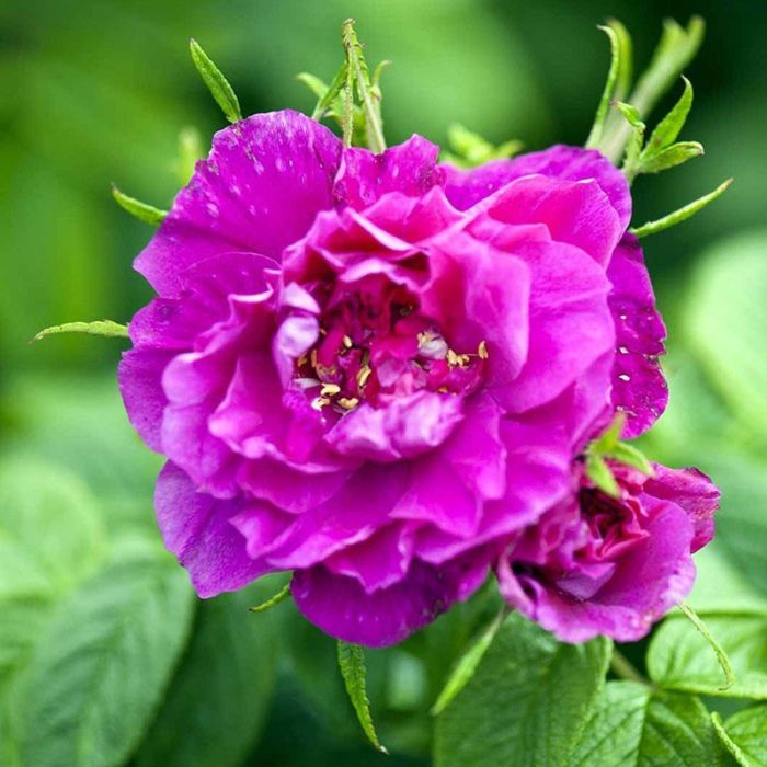 Hansa-rosa rugosa blomst