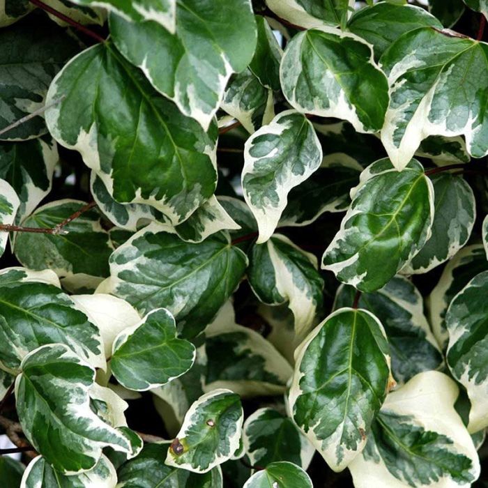 Vedbend Glorie de marengo