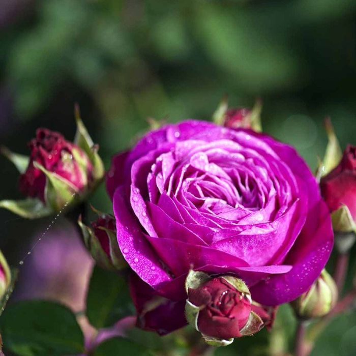 Buketrose Heidi Klum opstammet