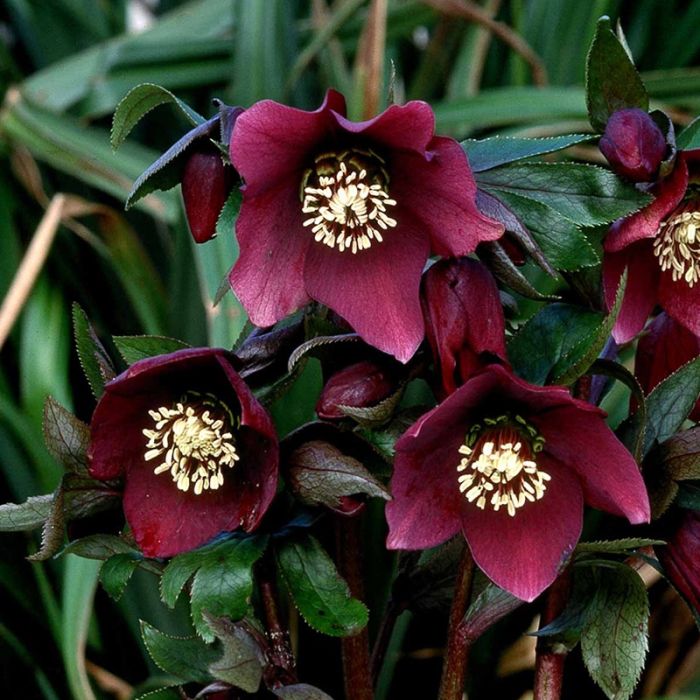 Pretty Ellen Red julerose