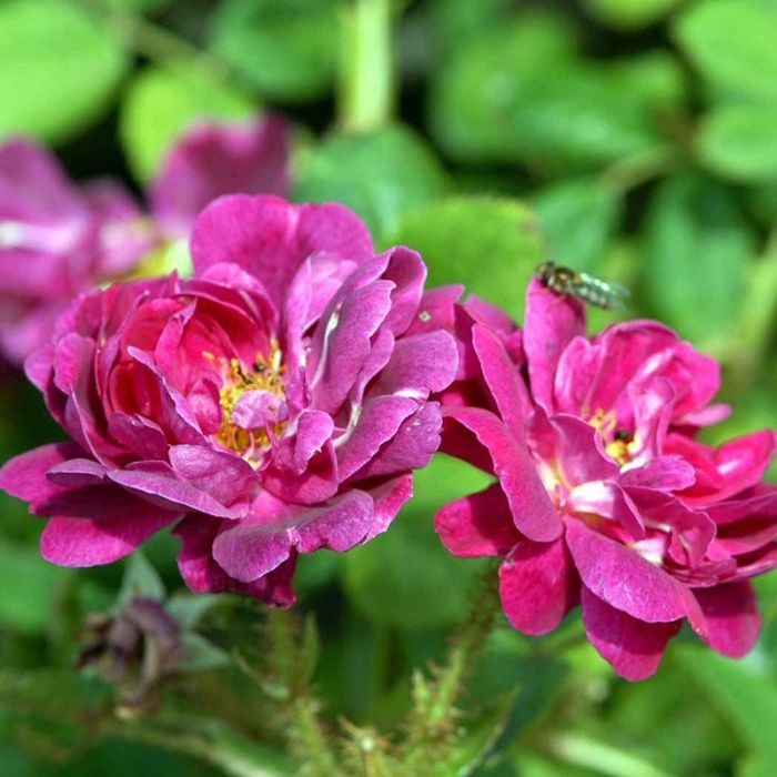 Buskrose Henri Martin-centifolia muscosa