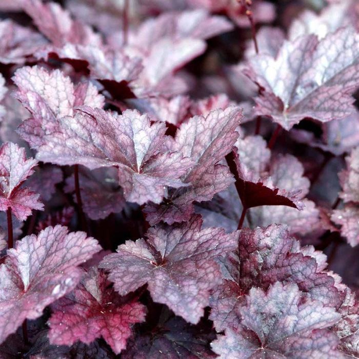 Alunrod Heuchera Americana Palace Purple