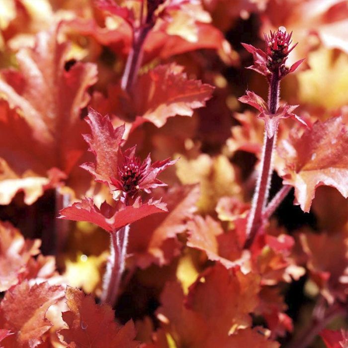 Alunrod Heuchera 