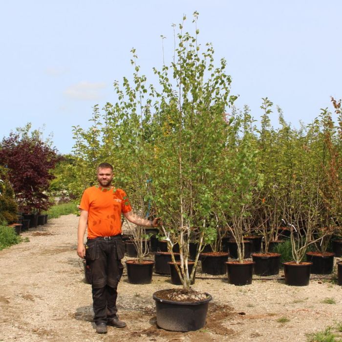 Himalaya birk (Betula utilis) Flerstammet 