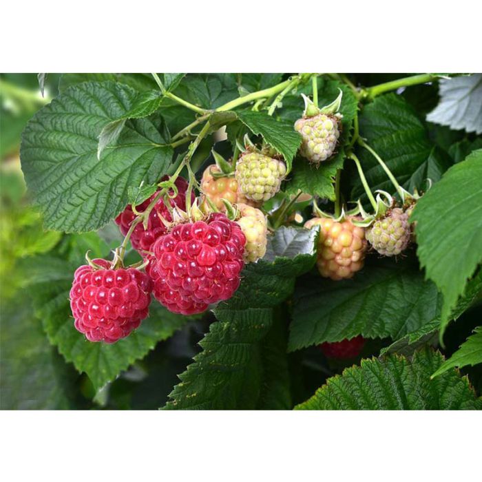 Rasberry Shortcake bær