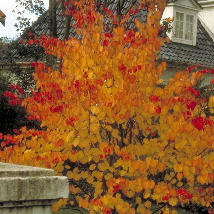 Cercidiphyllum japonicum efterår