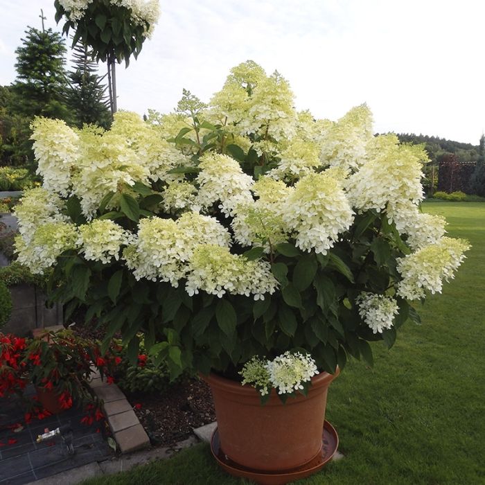 hvid havehortensia