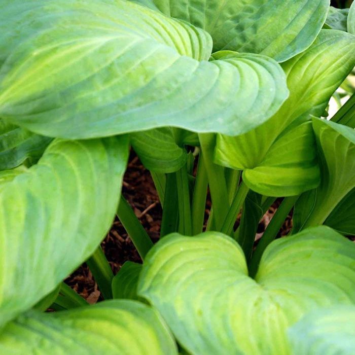 Hosta guacamole