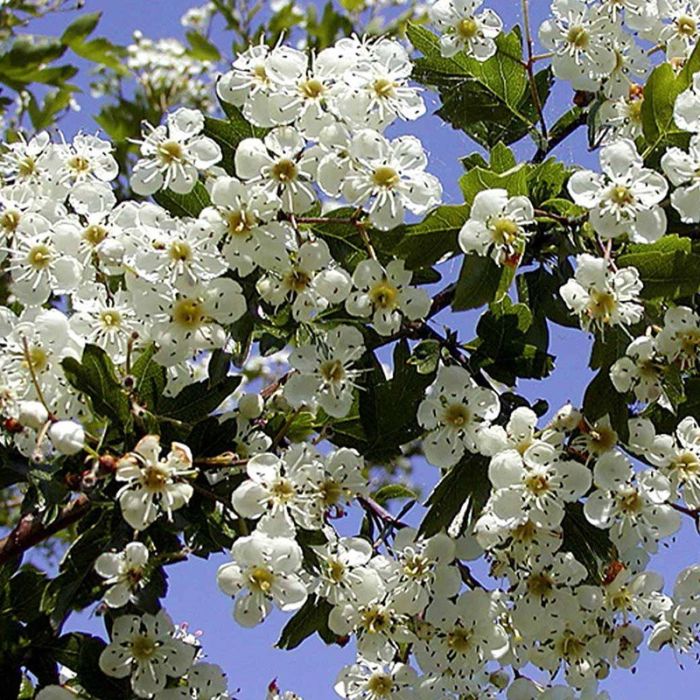 Engriflet hvidtjørn hæk