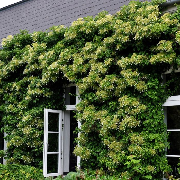 Klatrehortensia op ad mur