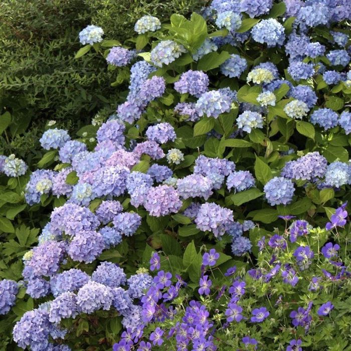 Blå hortensia