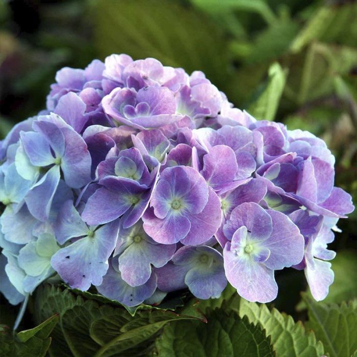 blå lilla hortensia