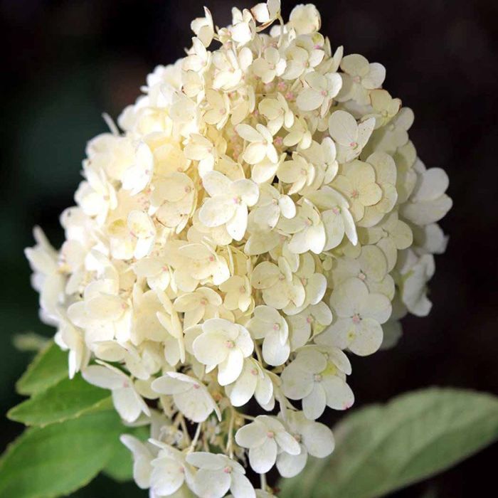 Hortensia Grandiflora