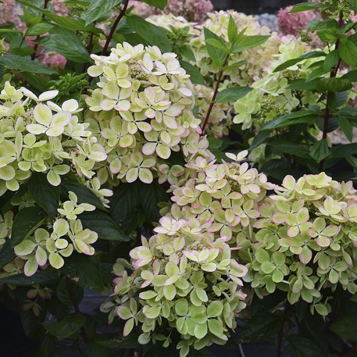 Hortensia pastelgreen
