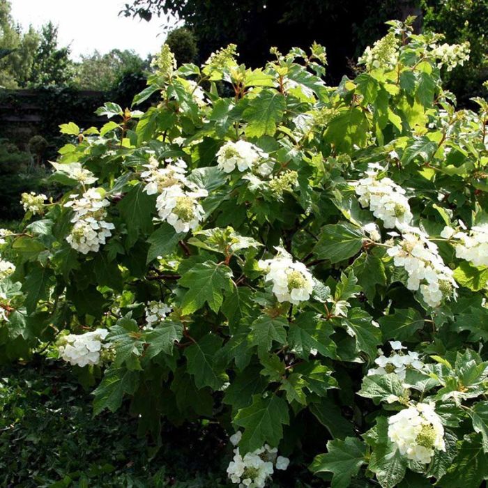 Hydrangea quercifolia