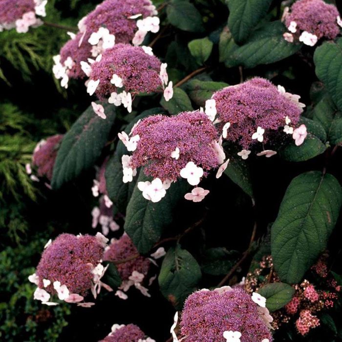 Hortensia Macrophylla