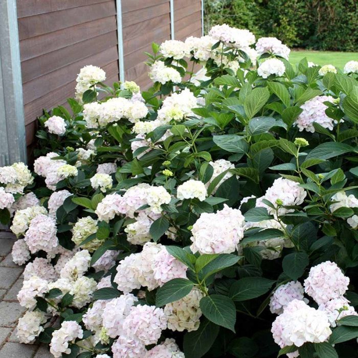 Hortensia Alma