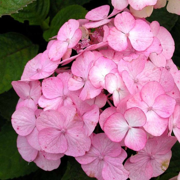 Hortensia Preziosa blomst