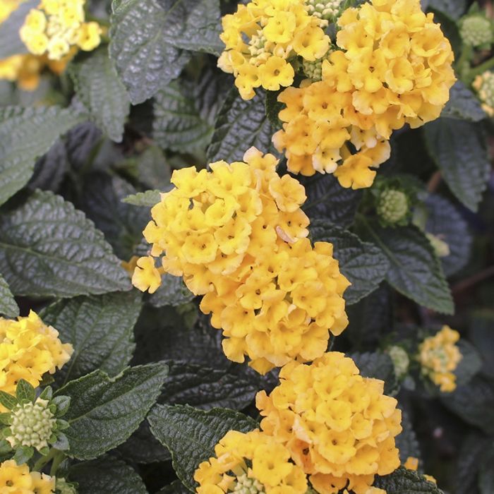 Ildkrone (Lantana)