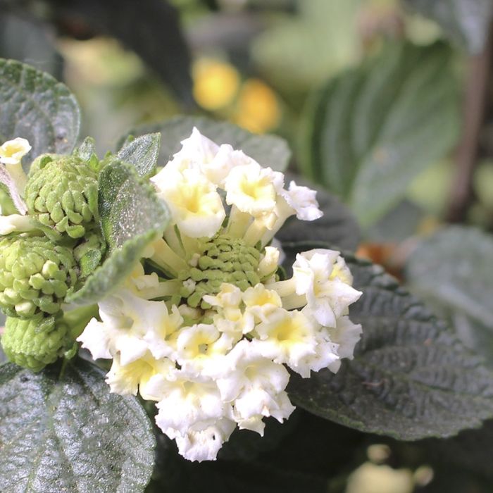 Opstammet ildkrone - hvid