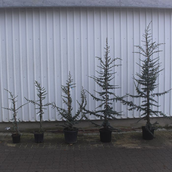 Atlasceder Blå Cedrus libani 'Glauca'