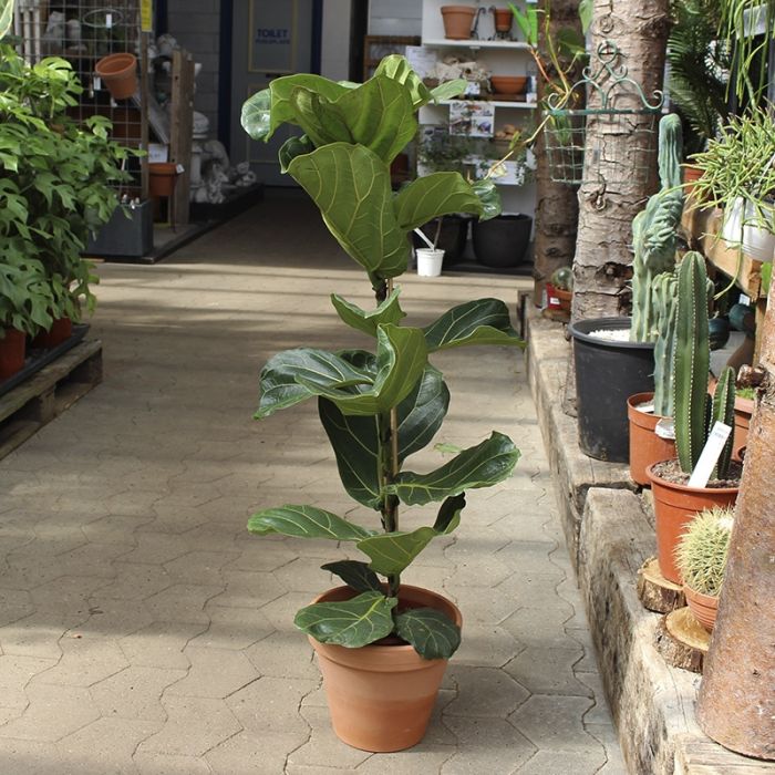 Ficus Lyraca