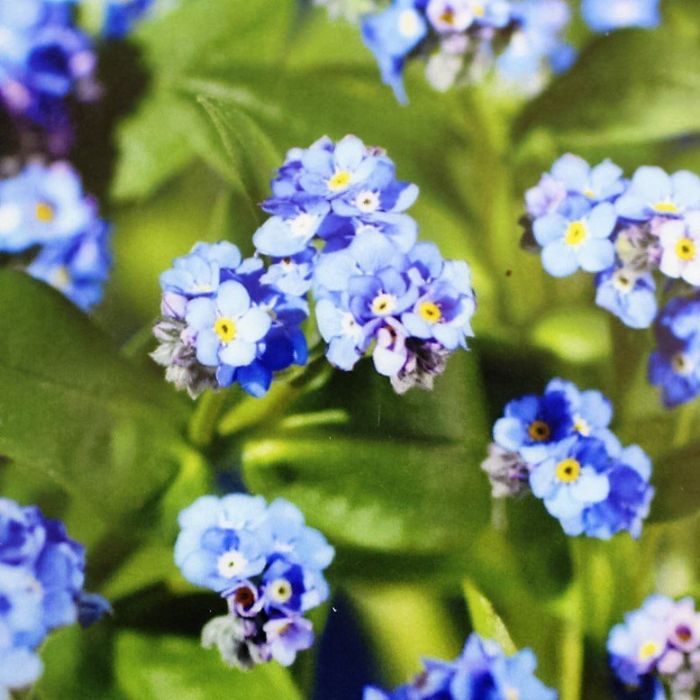 Forglemmigej Myosotis palustris