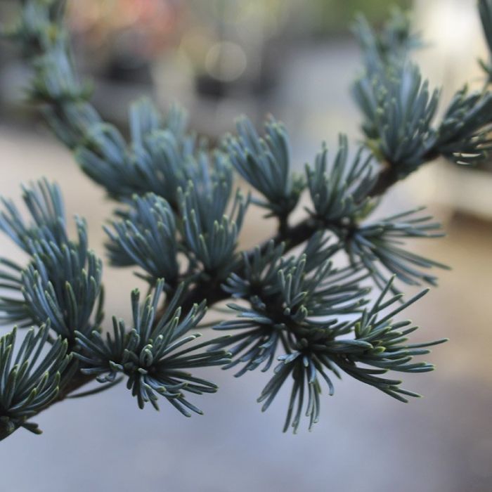 Cedrus Atlantica Glauca
