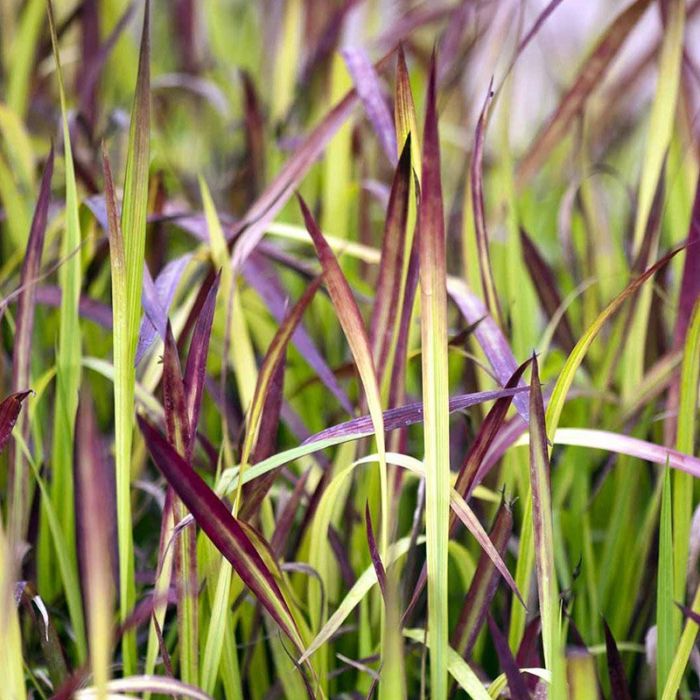 Japansk blodgræs Imperata cyl Red Baron