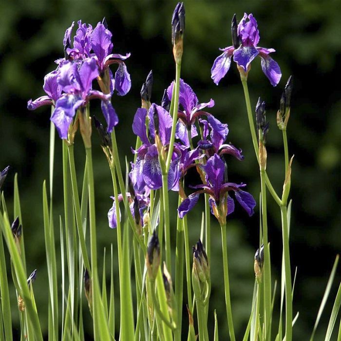 Iris sibirica