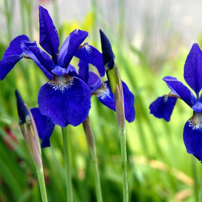 Iris sibirica