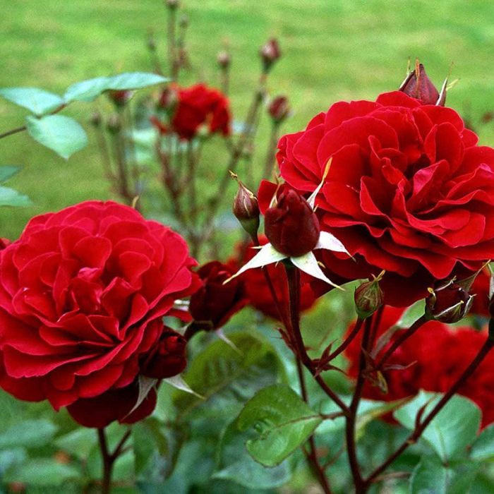 Renaissance rose Isabel