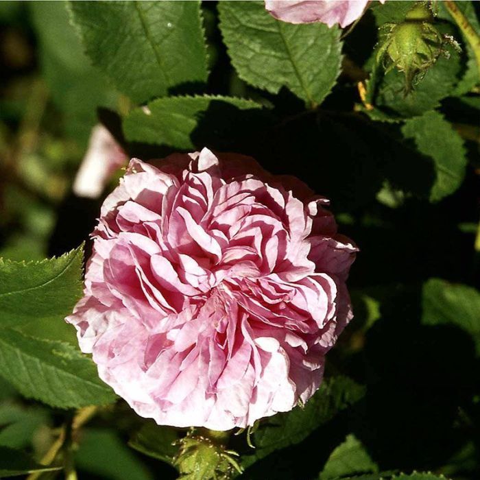 Buskrose Ispahan-damascener