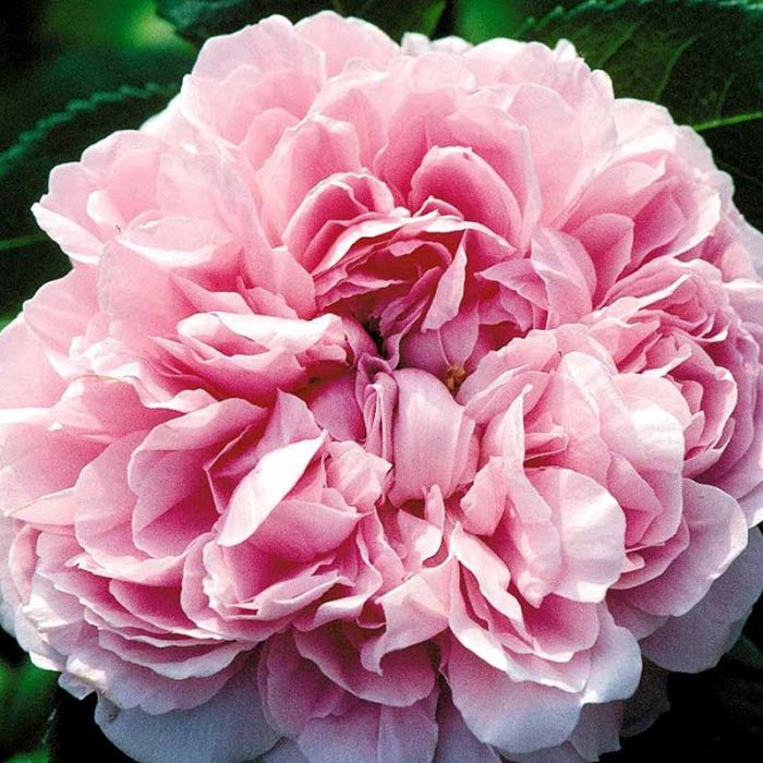 Buskrose Jacques Cartier-Portland